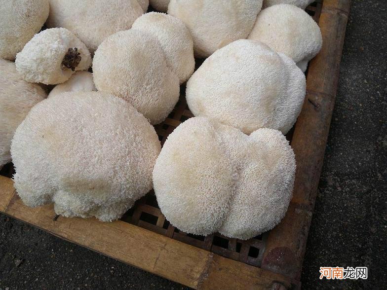 新鲜猴头菇的做法 新鲜猴头菇怎么保存