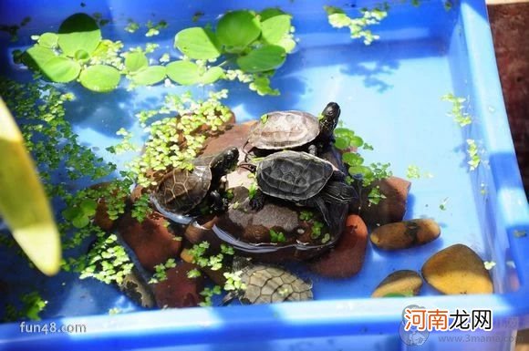 巴西龟冬天怎么养