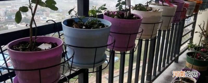 花盆洞如何封不漏水优质