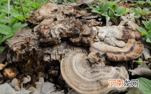 怀孕孕妇可以吃灵芝吗