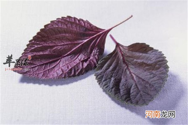 银环蛇泡酒是什么