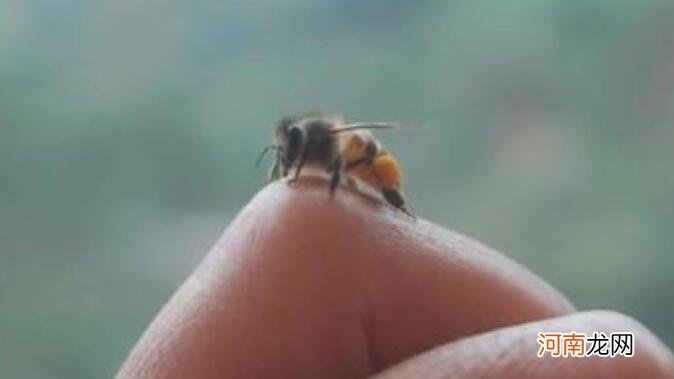被蜜蜂蛰了该怎么办