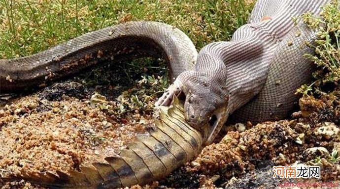 最大的蟒蛇有多大 中国发现200米巨蟒是真的吗