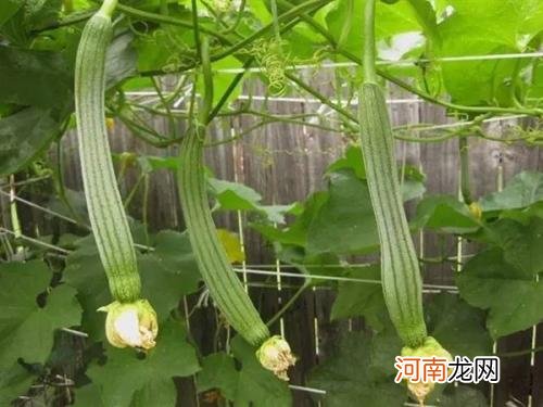 秋季孕妇可以吃丝瓜吗