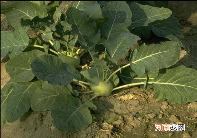 白露能够种什么菜