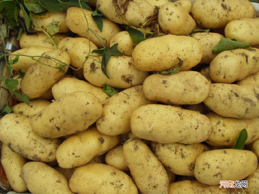九月份能够种土豆吗