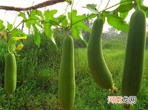 夏天吃什么菜能增加食欲