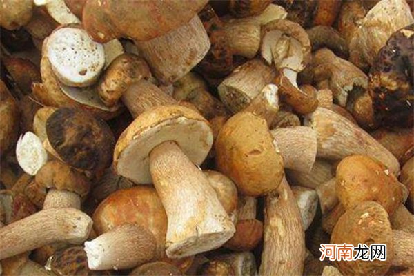 牛肝菌怎么保存 新鲜牛肝菌保存方法