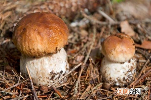 牛肝菌怎么保存 新鲜牛肝菌保存方法