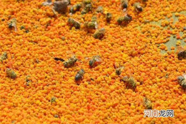 蜂花粉能够祛斑吗 蜂花粉能淡化黄褐斑吗