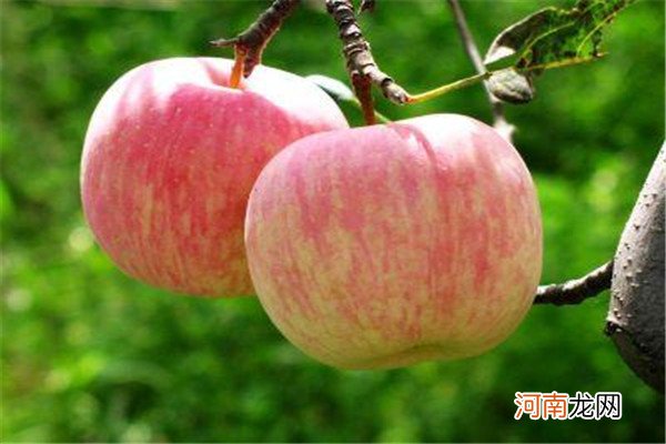 吃苹果会胖吗 减肥的人能够适度是苹果
