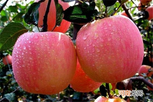 苹果是否柑橘类水果 苹果归属于什么水果