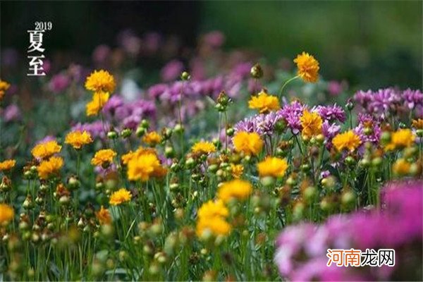 小暑应当吃什么 夏至节气吃什么对身体好