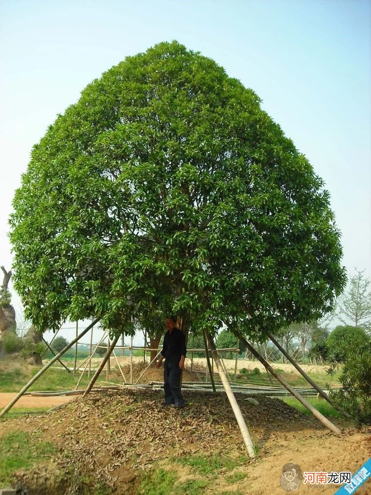 桂花树如何种植