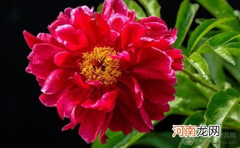 孕妇梦见芍药花意味着什么