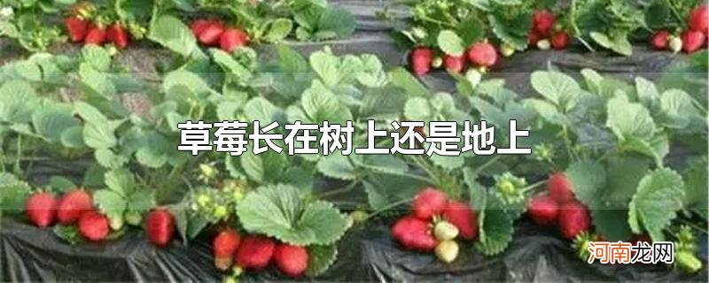 草莓长在树上还是地上