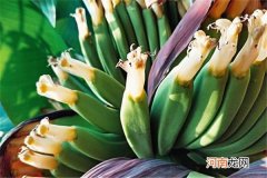 香蕉花的功效与作用是什么 香蕉花有什么功效