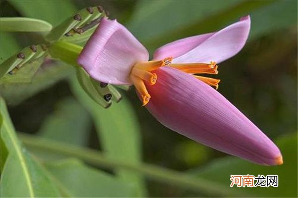 香蕉花的功效与作用是什么 香蕉花有什么功效