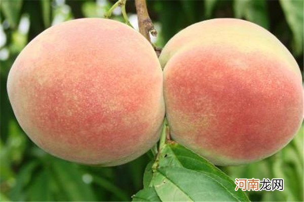 夏季桃子能放几日 夏季桃子那样放比较好