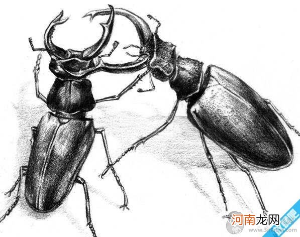 屎壳郎 圣甲虫是什么虫，世界上最勤劳的虫子