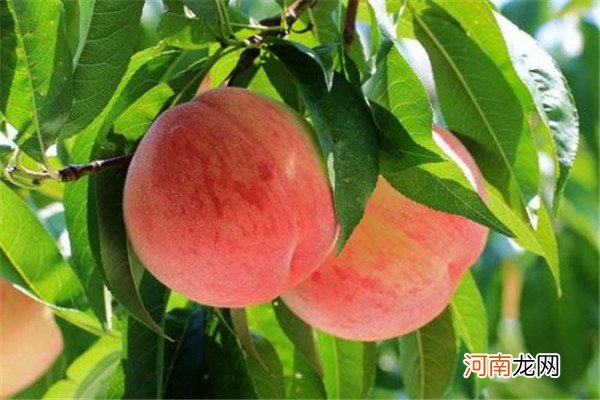 夏季桃子能够放冰箱吗 夏季桃子怎么保存