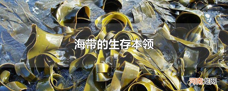 海带的生存本领