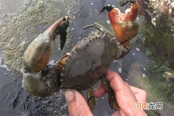 如何分辨青蟹死了没 青蟹死活怎么看