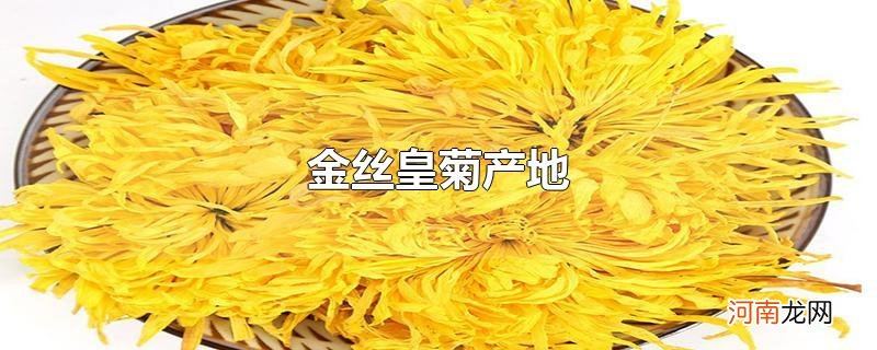 金丝皇菊产地