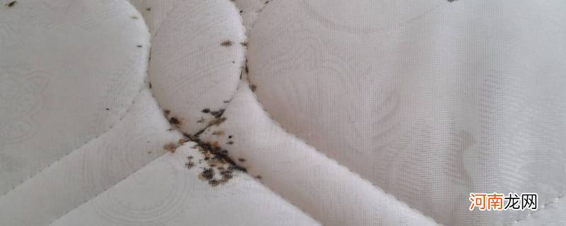 床垫里面有虫子怎么办优质