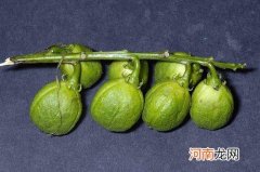 巴豆能够协助减肥 怎样服用比较好