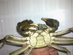 螃蟹公母怎么分 螃蟹公母怎么区分