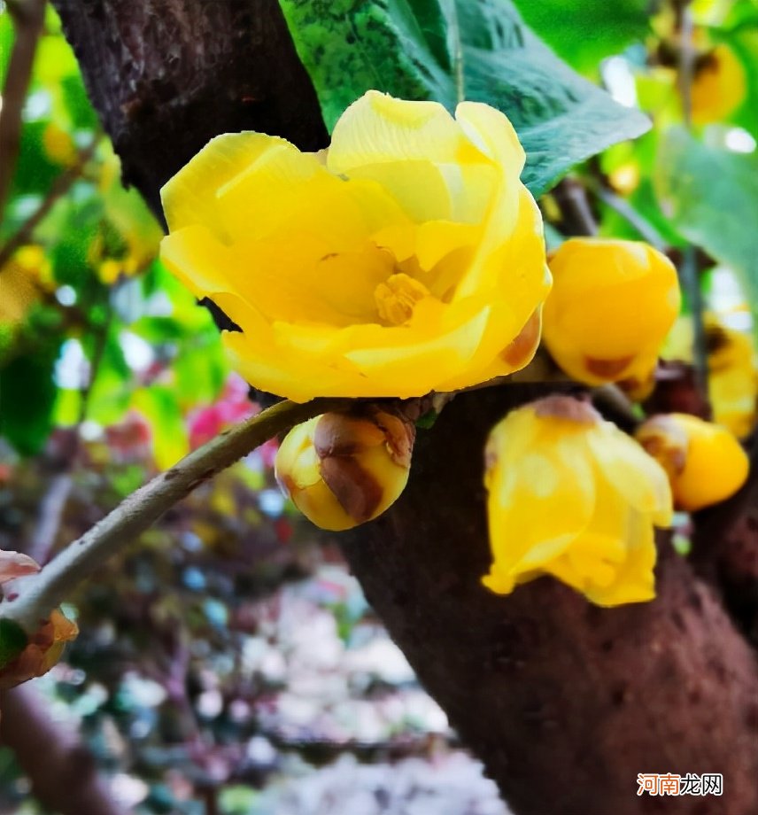 不是梅花 梅花不是花