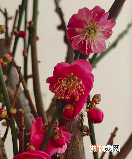 不是梅花 梅花不是花