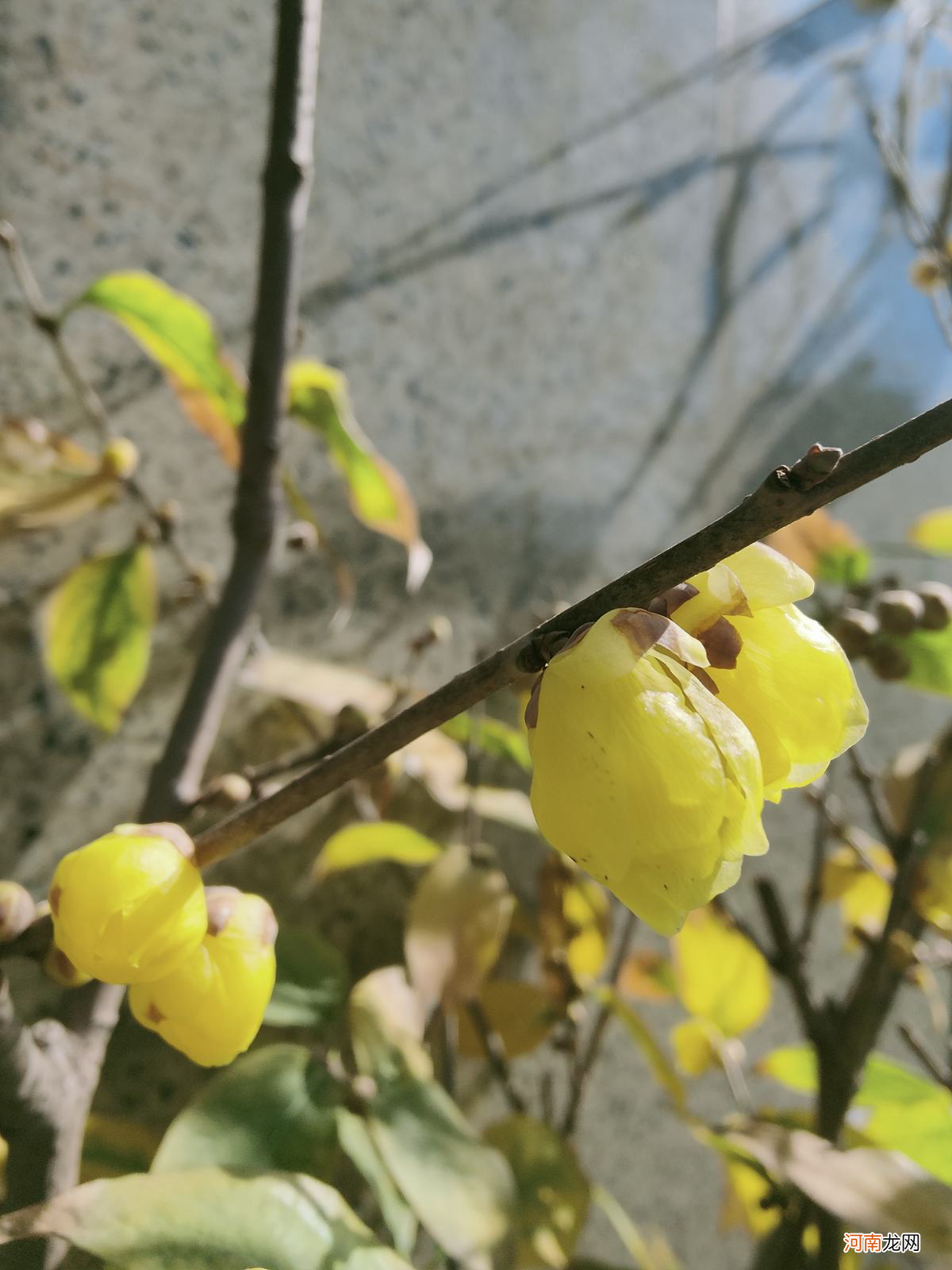 不是梅花 梅花不是花