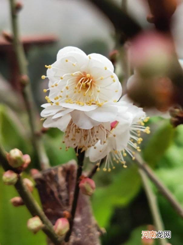 不是梅花 梅花不是花