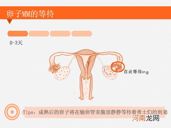 怀孕3周受精卵着床了吗