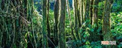 热带雨林会有什么危险优质