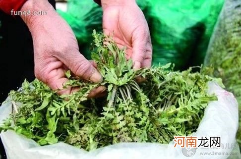 荠菜的做法大全