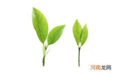 立即吃茶叶好吗