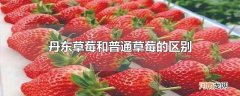 丹东草莓和普通草莓的区别