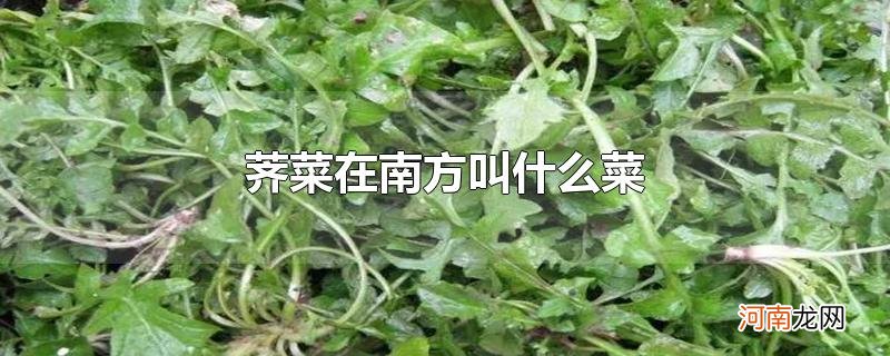 荠菜在南方叫什么菜