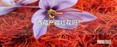 西藏产藏红花吗?