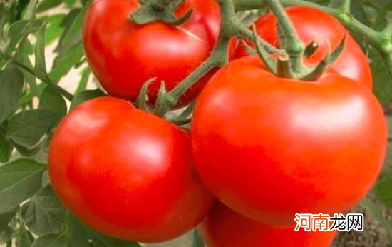 每日吃西红柿能美白吗