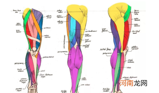 健身怎么练腿