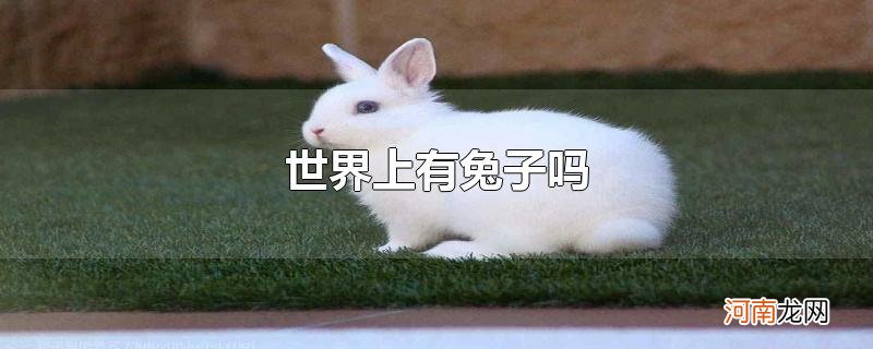 世界上有兔子吗