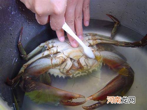 清蒸螃蟹如何清洗优质
