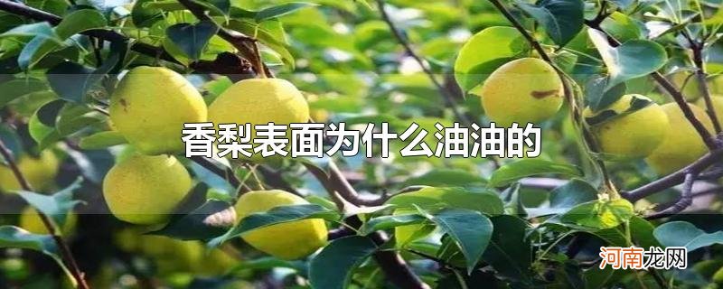 香梨表面为什么油油的