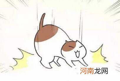 猫有九条命是真的吗?猫有九条命的传说是怎么来的?