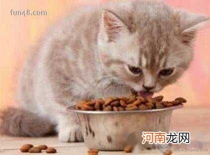 猫有九条命是真的吗?猫有九条命的传说是怎么来的?