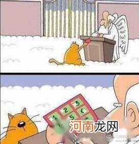 猫有九条命是真的吗?猫有九条命的传说是怎么来的?